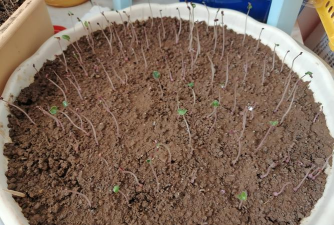 家庭养花用生根粉