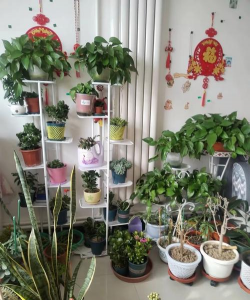 家庭养花用生根粉