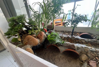 家庭养花用生根粉