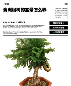 五彩澳洲松盆景怎么养