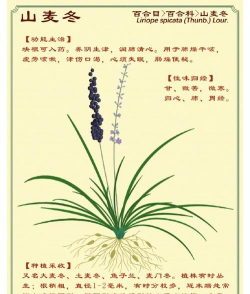 山麦冬如何使用