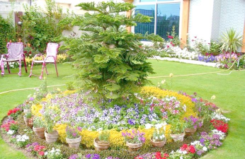 家庭养花用生根粉