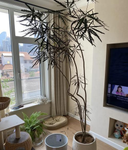 家庭养花用生根粉