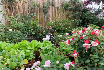 家庭养花用生根粉