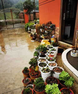 家庭养花用生根粉