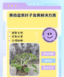 黄杨树叶子黄了怎么办