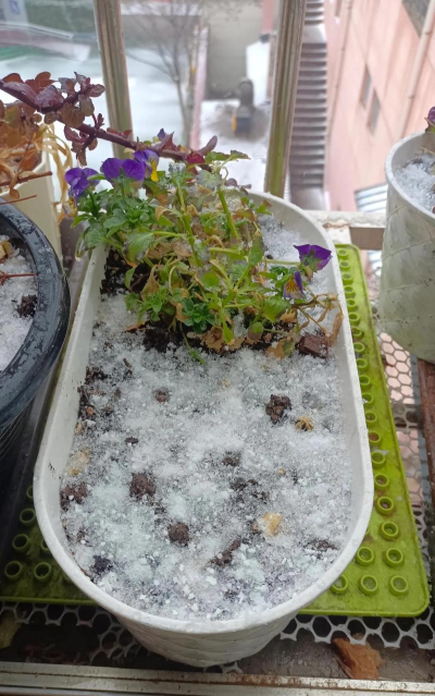 家庭养花用生根粉