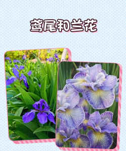 怎么区别鸢尾花和鸢尾兰