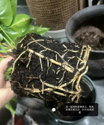 家庭养花用生根粉