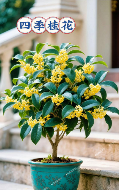 四季桂怎么种植才开花