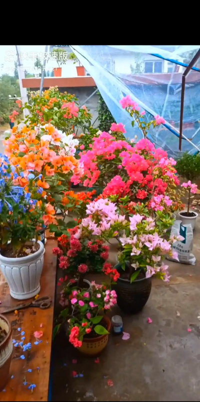 家庭养花用生根粉