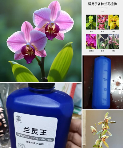 家庭养花用生根粉