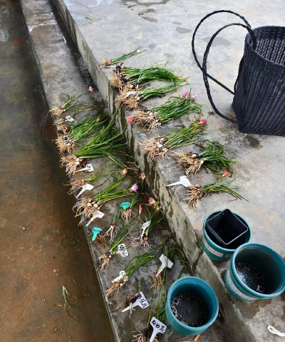 家庭养花用生根粉