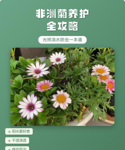非洲菊如何浇水