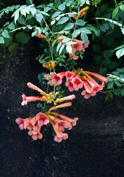 美国凌霄如何种