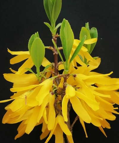 连翘抑菌被芯怎么样