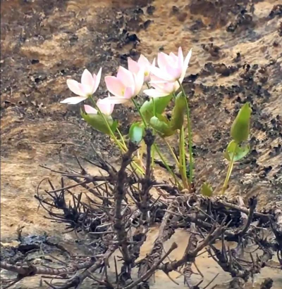 家庭养花用生根粉