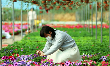 家庭养花用生根粉