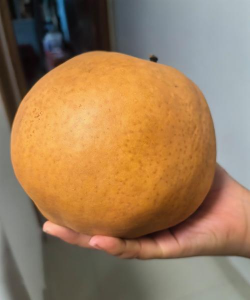 很大的梨是什么品种