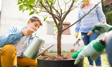 家庭养花用生根粉