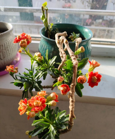 家庭养花用生根粉