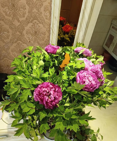 家庭养花用生根粉