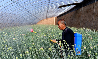 家庭养花用生根粉