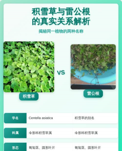 怎么区别雷公根和积雪草