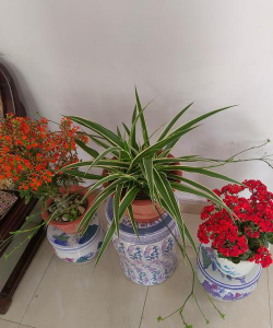 家庭养花用生根粉