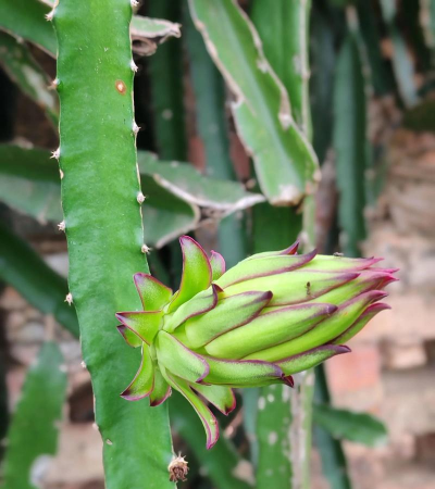 火龙果花要怎么放才好