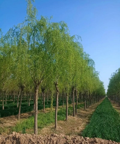 垂柳卖不出去怎么办