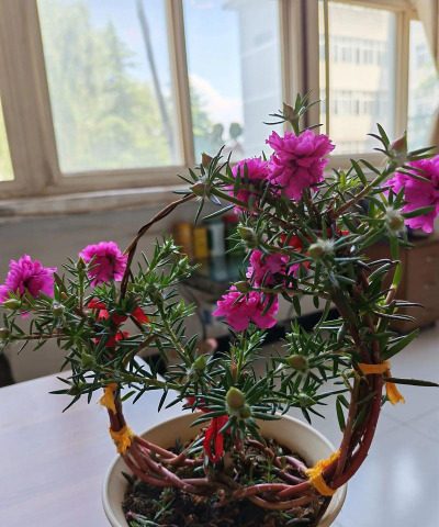 家庭养花用生根粉