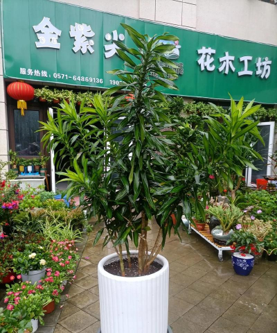 家庭养花用生根粉