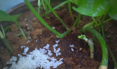 家庭养花用生根粉