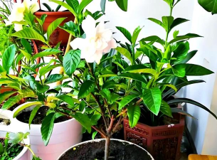 家庭养花用生根粉