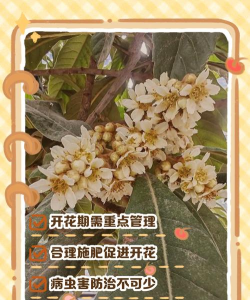如何进行枇杷的花期管理 如何进行枇杷的花期管理