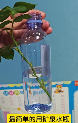 家庭养花用生根粉