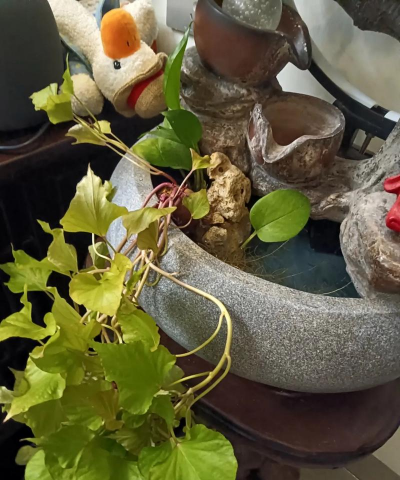 家庭养花用生根粉