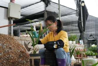 家庭养花用生根粉