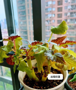 球根海棠球烂了怎么办