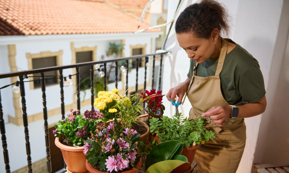家庭养花用生根粉