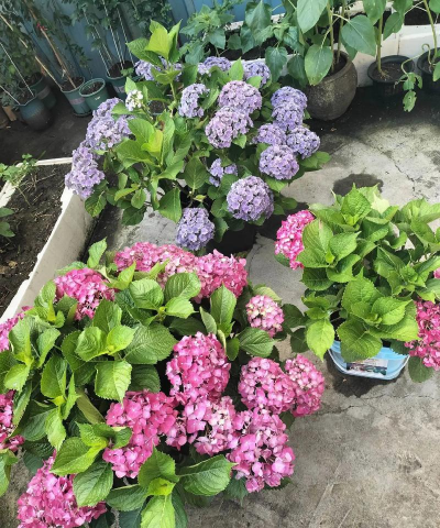 家庭养花用生根粉