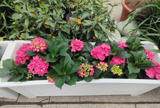 家庭养花用生根粉