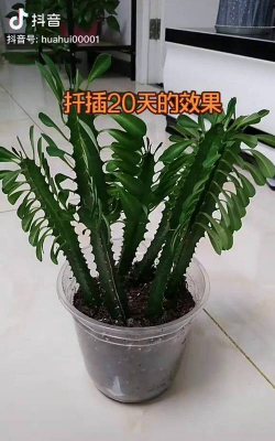 家庭养花用生根粉