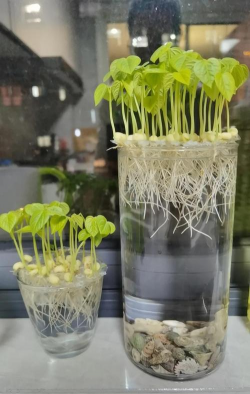 家庭养花用生根粉