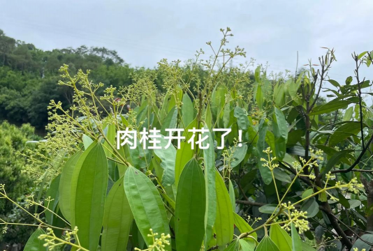 肉桂叶养花