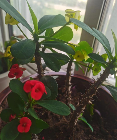 家庭养花用生根粉