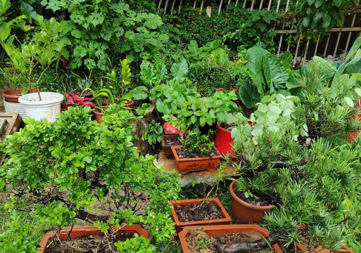 家庭养花用生根粉