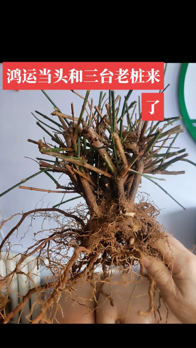 迎春花的根怎么分株