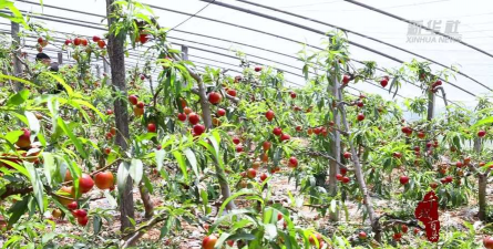 设施油桃怎样培养树形